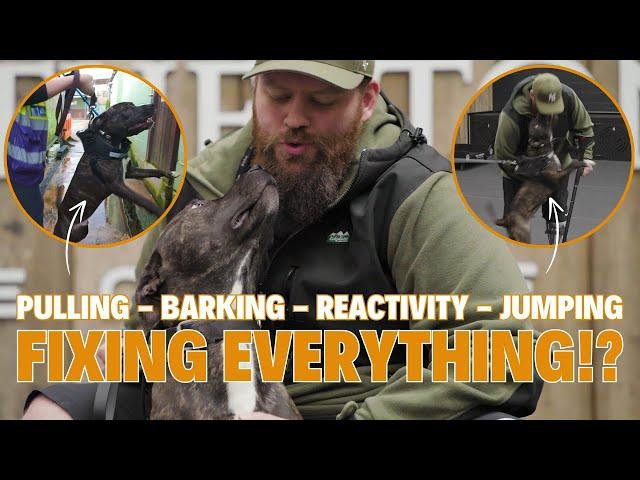 How To FIX Reactivity & Pulling & Jumping & Barking With Your Dog!