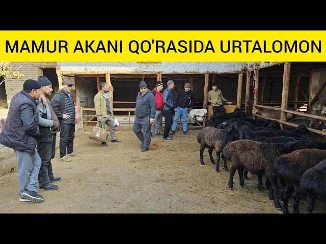 MAMURJON AKADAN SHOSHILAMIZ ASL PULI YENGIL QO'ZILAR