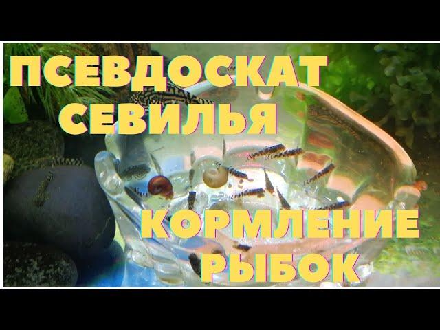 Псевдоскат севилья | Кормление рыбок