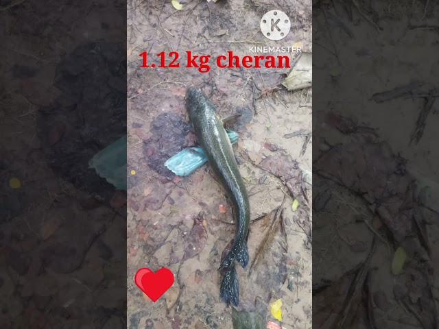 Today's catch from river 1.12 kg cheran fish                  looks very beautiful ️