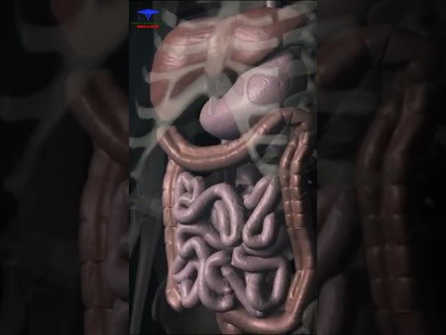 Digestive system Organs. ( Medical animation 🩺).