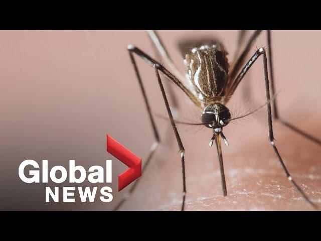 Can genetically-modified mosquitoes help fight vector-borne diseases like malaria?