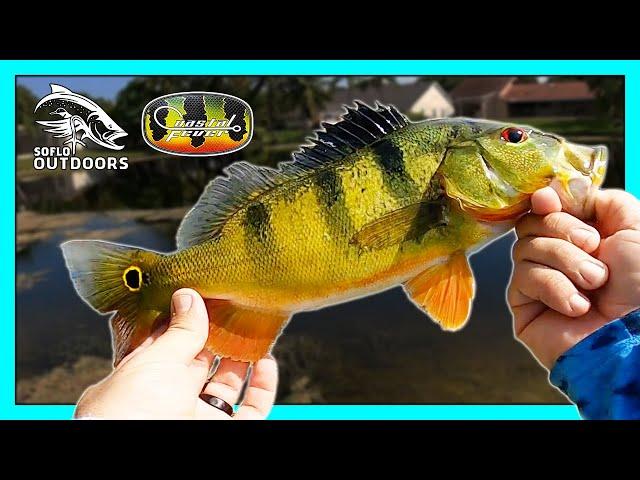 Fishing With SoFlo Outdoors for Peacock Bass, Snakehead & Largemouth Bass In South Florida Canals.