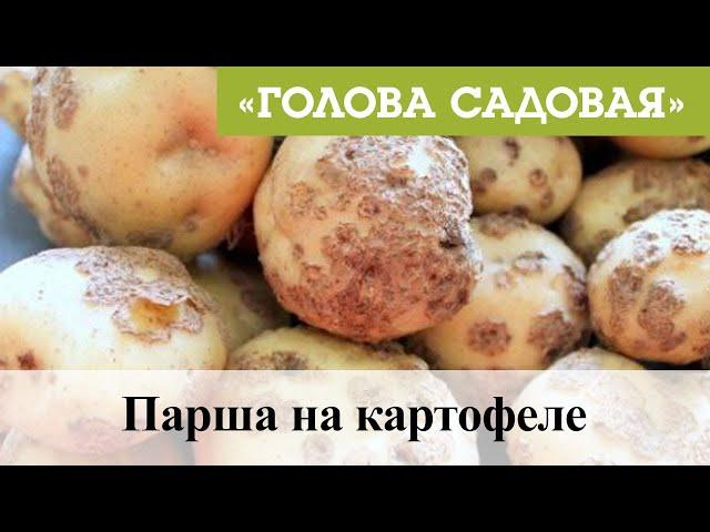 Голова садовая - Парша на картофеле