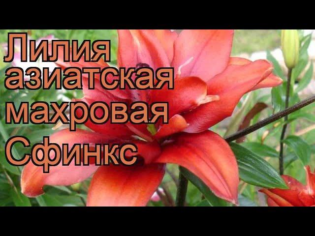 Лилия азиатская махровая Сфинкс (lilium)  лилия Сфинкс обзор: как сажать луковицы лилии Сфинкс