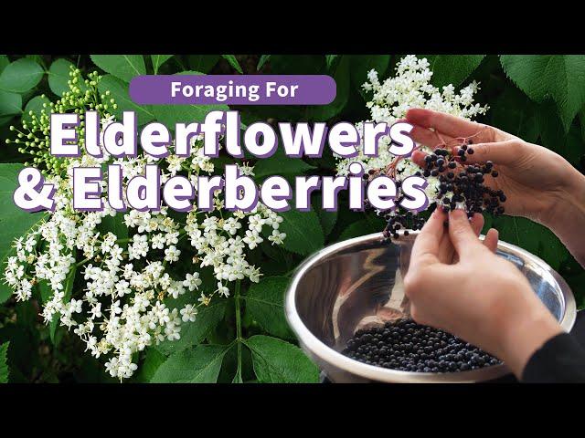 Foraging for  American Elderberry and Flower