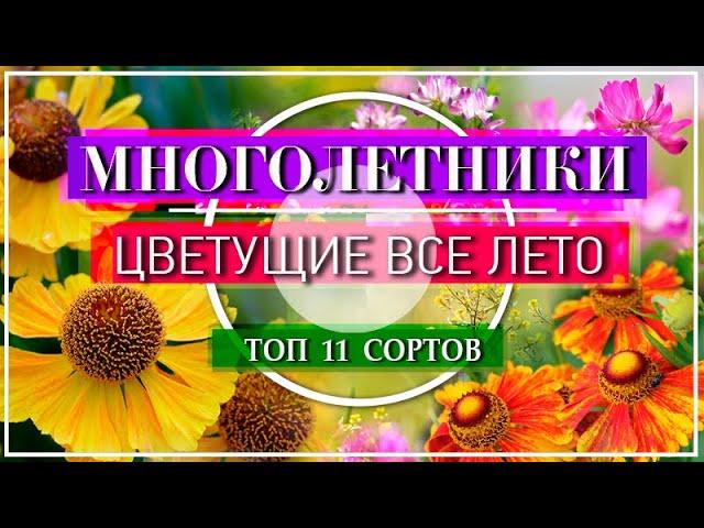 11 ЯРКИХ МНОГОЛЕТНИКОВ Цветущие ВСЁ ЛЕТО / НЕПРИХОТЛИВЫЕ и ОБИЛЬНОЦВЕТУЩИЕ Многолетние Цветы