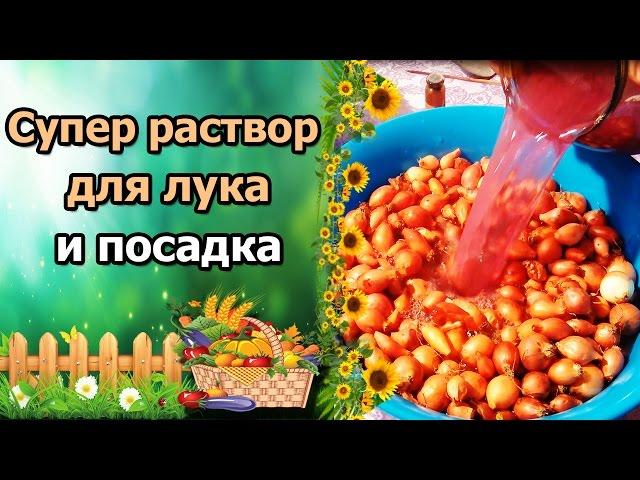 СУПЕР РАСТВОР ДЛЯ ПОДГОТОВКИ ЛУКА СЕВКА. ПОСАДКА В ОТКРЫТЫЙ ГРУНТ.