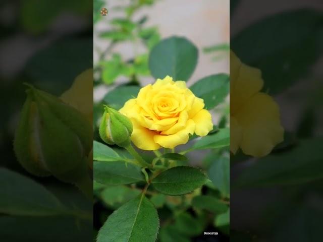 Rose plant || Yellow Roses