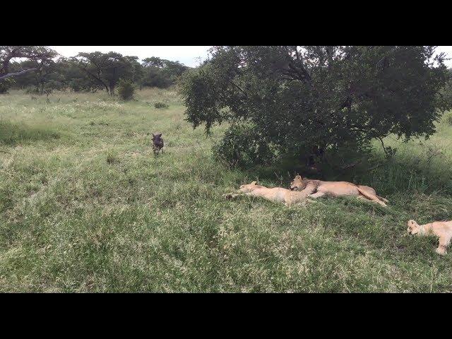 Warthog runs right into a pride of lions