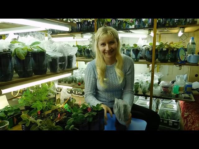 ГЛОКСИНИЯ НА ФИТИЛЬНОМ ПОЛИВЕ ! How to grow gloxinia