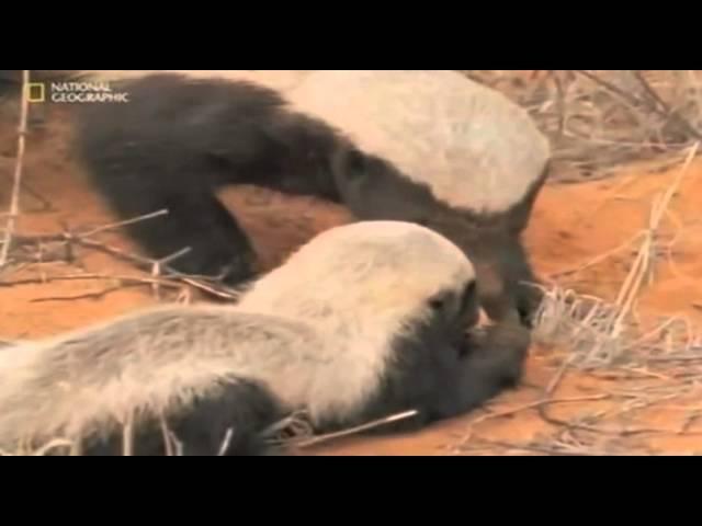 Honey Badger Narrates: The Precious Nastyass Baby Honey Badger Kit