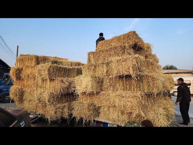 DO'RMANCHA YEM-HASHAK BOZORI NARXLARI.  SHOLI POHOL 7 MING SO'M.