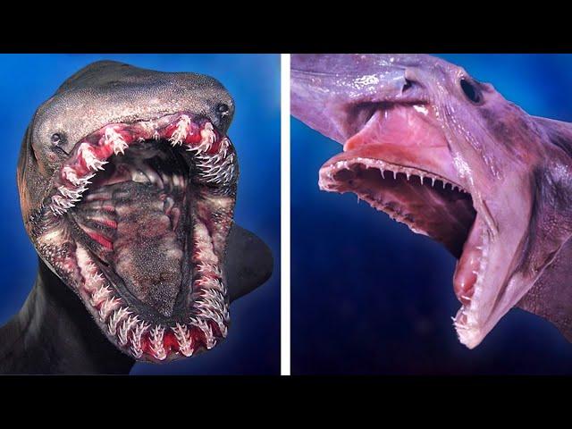 10 Deep Sea Creatures That Will Creep You Out