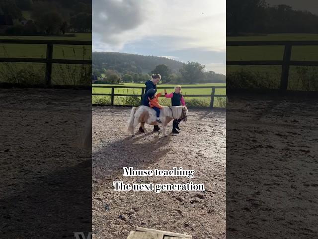 Mouse teaching Ace to ride  #horse #showjumping #equestrian #riding #pony