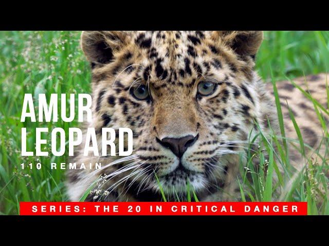 Amur Leopard, only 110 are left in the wild. 20 species in critical danger of extinction