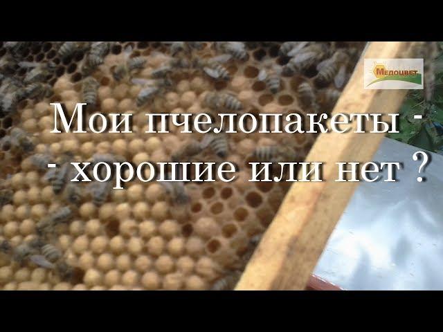 Мои пчелопакеты - хорошие или нет ?