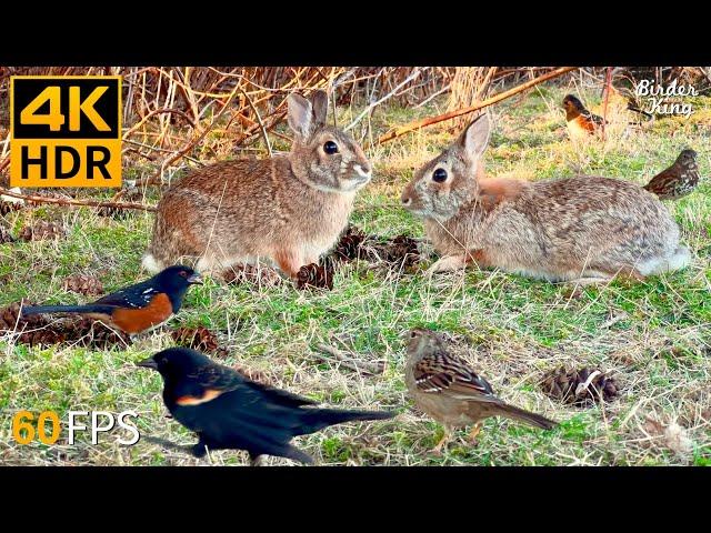 Cat TV for Cats to Watch  Cute Bunnies, Spring Birds, Squirrels  8 Hours 4K HDR 60FPS