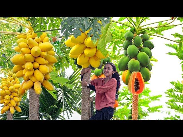 Harvesting Papaya: A Nutritious Fruit with Papaya Recipes for Healthy Eating