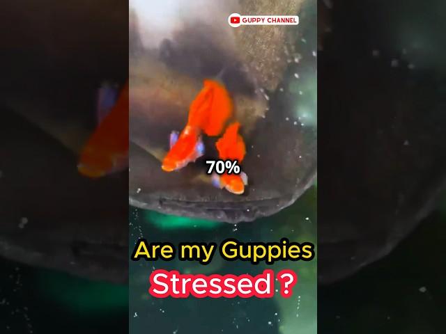 Are my Guppies Stressed ? What is Fish Stress ? #facts #guppyfishtank #fishtank