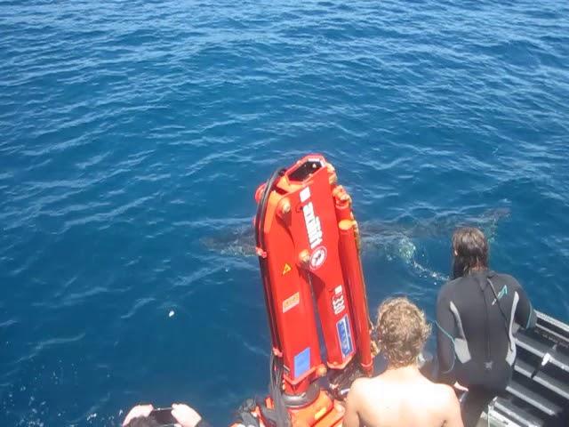 Best adventure ever, Fynn and Nan in the cage with Great White Sharks!!!