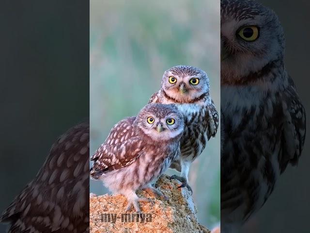 Cute little owls