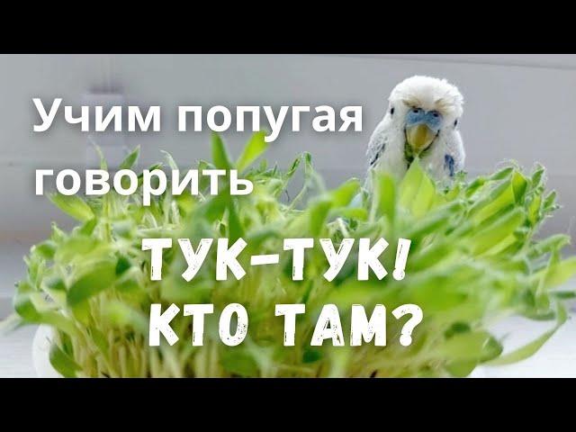 Учим попугая говорить Тук-тук! Кто там?