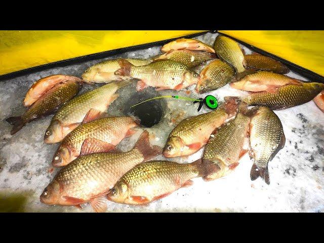 HUGE CARP MONSTERS!! THEY'RE LIKE SHOVELS!! WINTER FISHING FOR CRUCIAN CARP