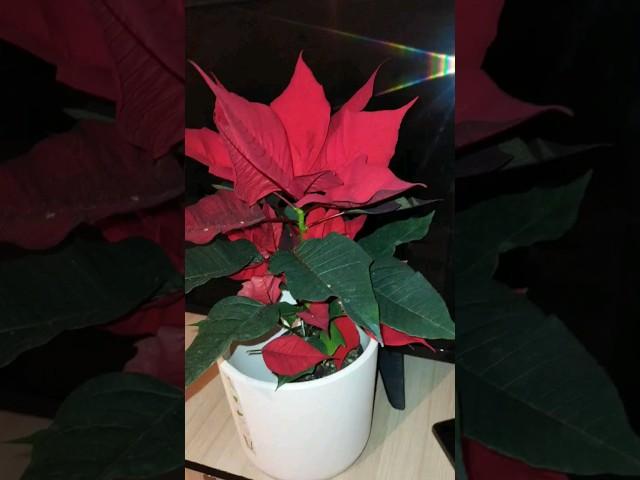 Запустите на пышное цветение и буйный рост #plants #орхидеи #замиокулькас #orhids #антуриум  #цветы
