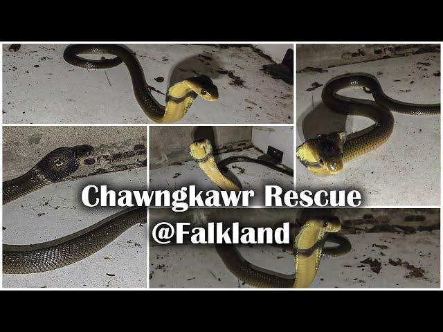 Cobra Rescue @Folkland