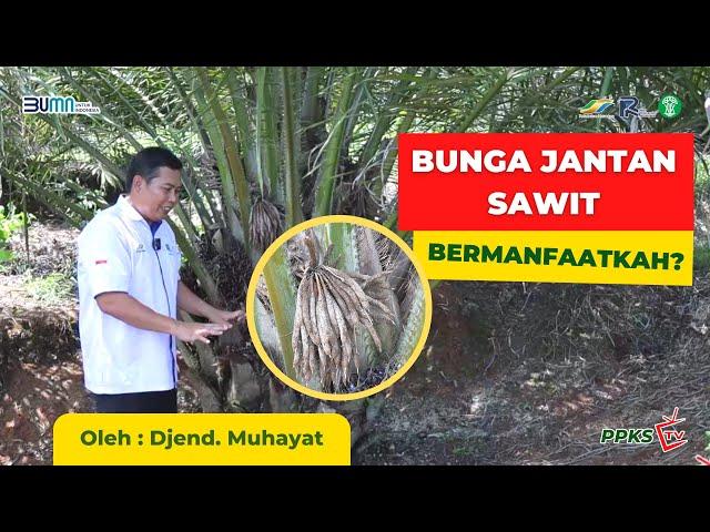 Bunga Jantan dengan Jumlah Berlebihan | Bermanfaat atau Menghambat?