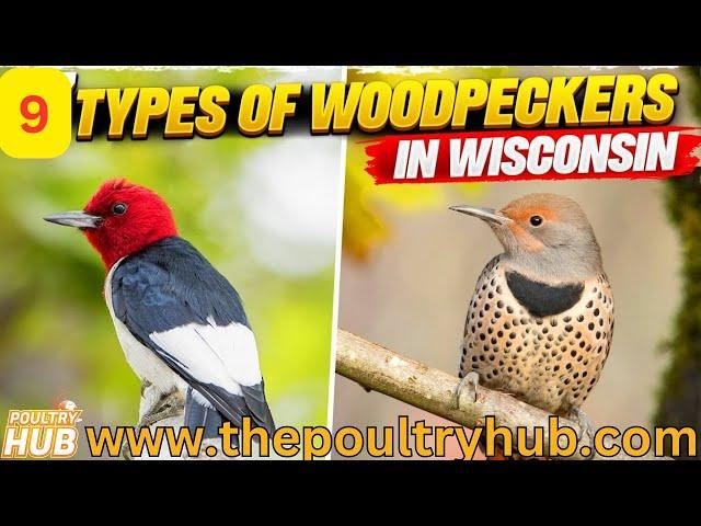 Exploring Wisconsin's Woodpeckers  | Woodpecker Species, Behavior, and Prevention Tips!