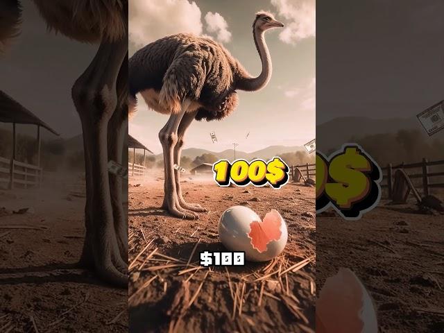 Why Do Farmers Catch Ostrich Eggs?! 