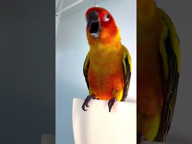 #birds #aratinga #cotorra #loro #parrot #sunconure #parrotbaby #funnyparrot #funny #shorts #parrots