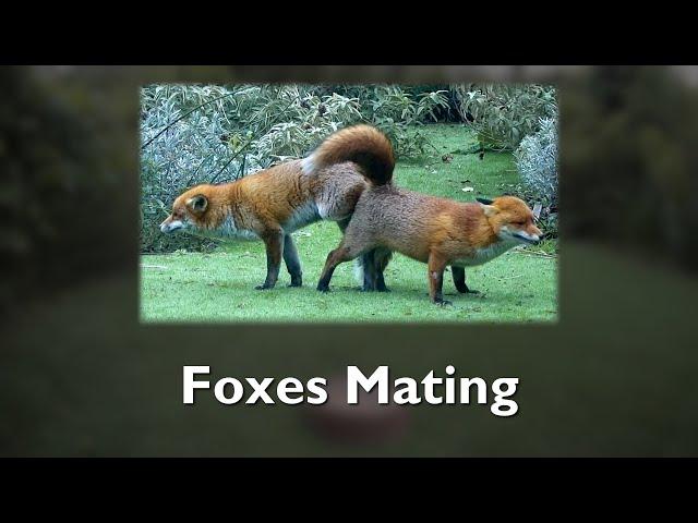 Foxes Mating