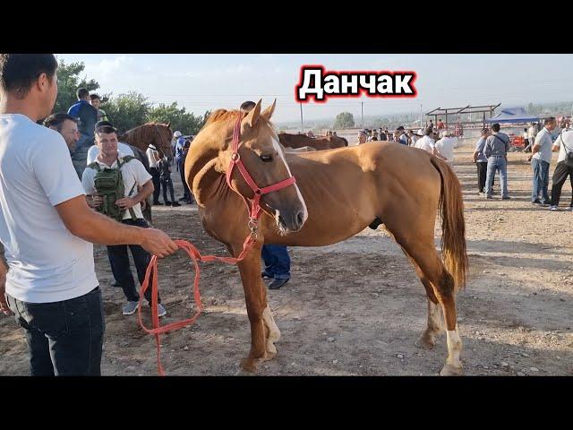 От бозори нархлари Ёш тойлар