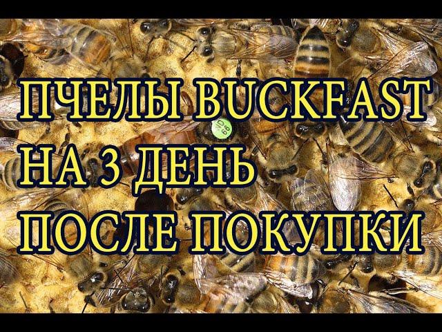 Пчелы бакфаст на третий день после покупки. Bees Bakfast on the third day after purchase