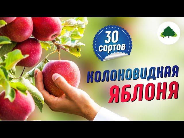 Колоновидные яблони  Коллекция 30 сортов