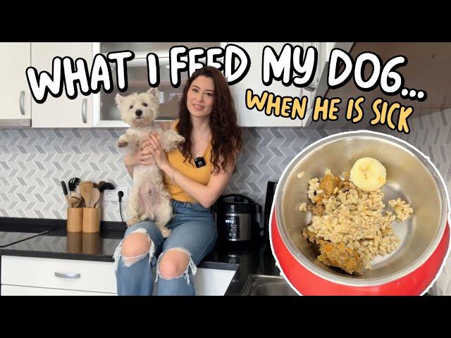 My dog has Diarrhea! What do I feed him? | Westie Food Allergies