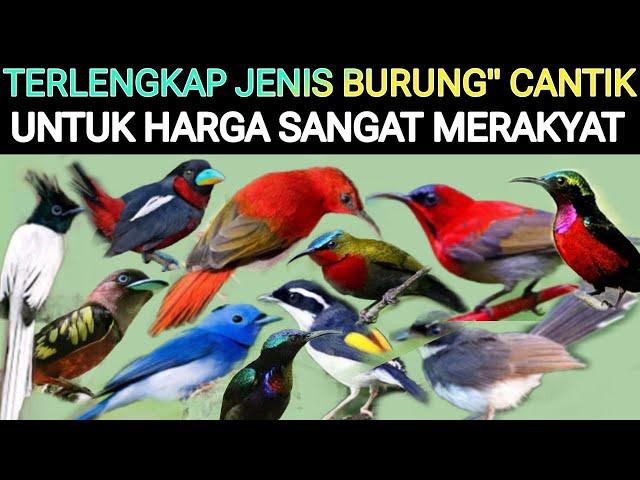 KIOS TERLENGKAP BURUNG" CANTIK & MASTERAN HARGA MERAKYAT DI PASAR BURUNG PRAMUKA HARI INI