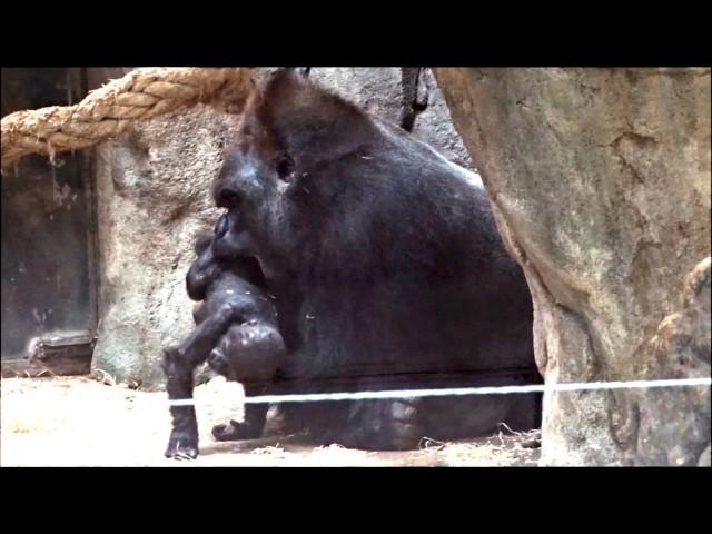 Silverback plays with his baby gorilla (Ebobo with Yoko)