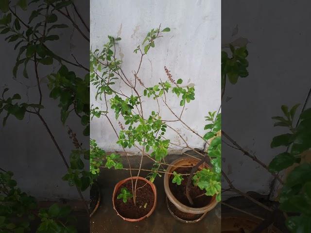 Fully Green Tulasi Plants (Holy Basil-aromatic) growing  in our garden as Tulasi Vanam, Looks Heaven