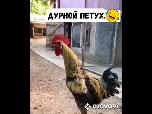 дурной петух очень смешно!