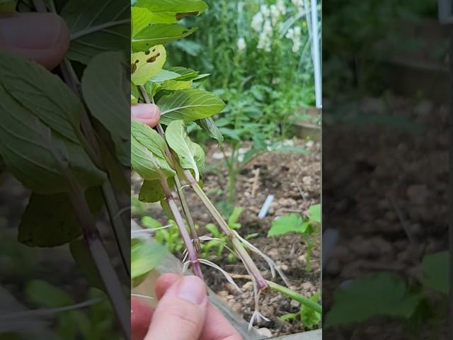 Grow Mint from cuttings Propagating #gardening