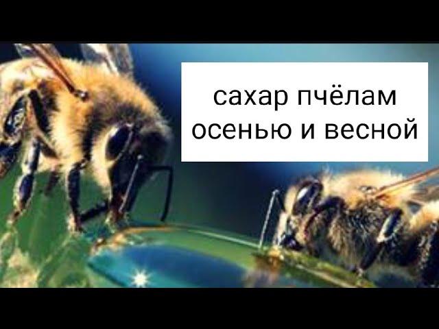 Кормление пчёл сахаром осенью и весной. Перга и минеральные вещества для пчёл. В.Г. Кашковский