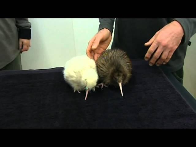 Rare white kiwi chick hatches