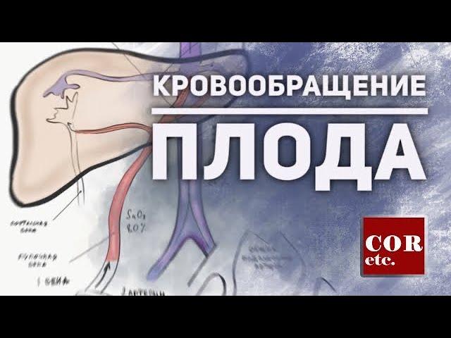 Кровообращение у плода.