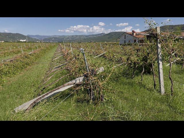 Danni dell'alluvione all'agricoltura