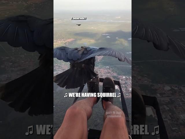  WE’RE HAVING SQUIRREL  : Voiced over with express permission from rafaellvital (IG) #shorts