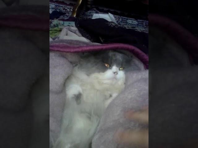 My Denny 